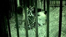 Новорожденный медвеженок панды кричит в объятих мамы Новорожденный медвеженок панды кричит в объятих мамы