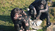 Chimpanzee-referees