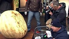 Самую большую тыкву Латвии еле подняли на весы Самую большую тыкву Латвии еле подняли на весы