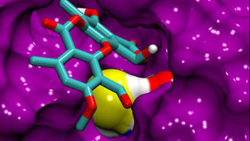 Молекула кислоты встраивается в поврежденный “карман” внутри молекулы белка p53 в раковой клетке. Рисунок авторов статьи