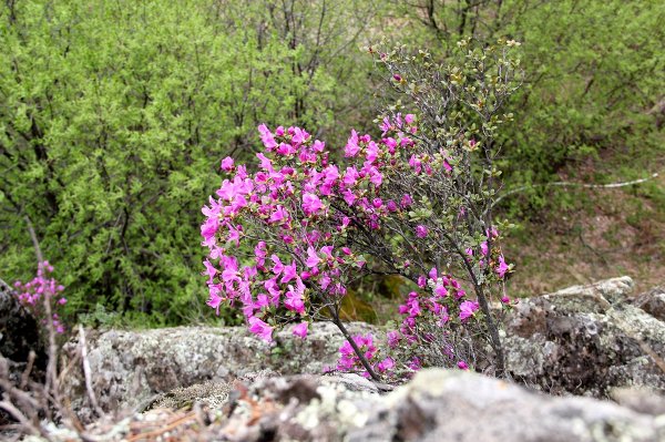 Маральник на алтае фото растение