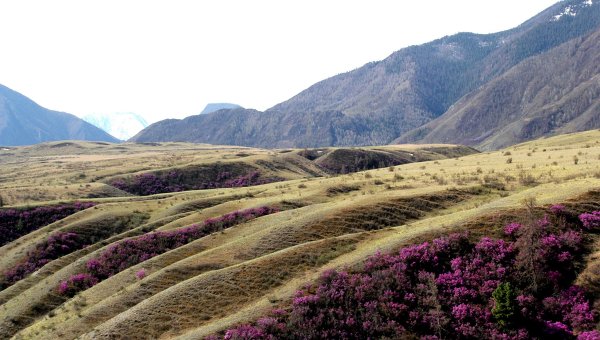 Маральник горный алтай фото