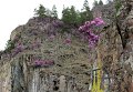 Цветение маральника в Горном Алтае Цветение маральника в Горном Алтае