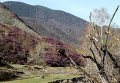 Цветение маральника в Горном Алтае Цветение маральника в Горном Алтае