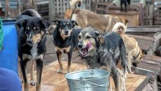 Приют для бездомных животных под Новосибирском Приют для бездомных животных под Новосибирском