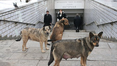 Бродячие собаки у входа в метро Бродячие собаки у входа в метро