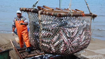 В Хабаровском крае готовятся побить рекорд 2015 года по вылову рыбы
