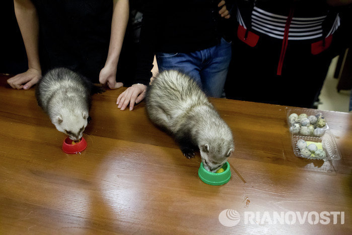 Выставка декоративный животных Маленький да удаленький в Томске Выставка декоративный животных Маленький да удаленький в Томске