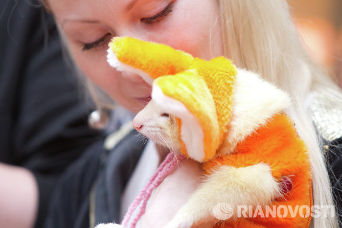 Выставка декоративный животных Маленький да удаленький в Томске Выставка декоративный животных Маленький да удаленький в Томске