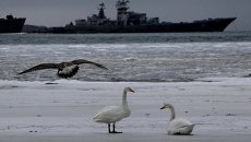 Лебединая пара, оставшаяся на зимовку в Приморье Лебединая пара, оставшаяся на зимовку в Приморье