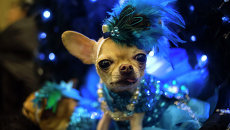 Собака на выставке Pet Fashion Show в Нью-Йорке Собака на выставке Pet Fashion Show в Нью-Йорке