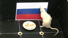 Только Россия: как крыса из Томска снова нагадала победу хоккеистам РФ Только Россия: как крыса из Томска снова нагадала победу хоккеистам РФ